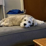 Un Miniature Schnoxie allongé et regardant vers la caméra 