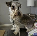 Un Miniature Schnoxie assis et portant un collier autour du cou