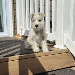 Un Miniature Schnoxie assis et semblant détendu 