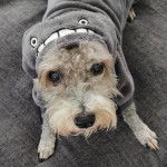 Un Miniature Schnoxie allongé et portant un habit pour chien 