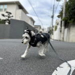 Un Miniature Schnoxie courant sur une surface bitumée et qui est tenu en laisse 