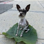 Un Miniature Schnoxie assis sur une feuille et semblant détendu 