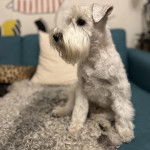 Un Miniature Schnoxie assis sur un canapé et semblant détendu 