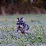 Un Miniature Schnoxie courant sur une surface herbacée 