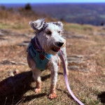 Un Miniature Schnoxie sur une surface herbacée et qui est tenu en laisse 