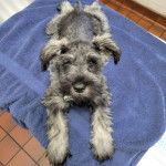 Un Miniature Schnoxie allongé sur une serviette et regardant vers la caméra 