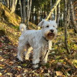 Un Miniature Schnoxie tenu en laisse dans une forêt 