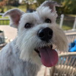 Un Miniature Schnoxie assis et tirant la langue 