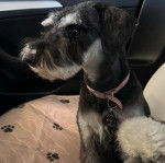Un Miniature Schnoxie assis sur le siège d'une voiture et portant un collier autour du cou