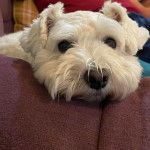 Un Miniature Schnoxie allongé sur un canapé et semblant détendu 