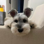 Un Miniature Schnoxie allongé sur un canapé et regardant vers la caméra 