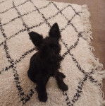 Un Miniature Schnoxie assis sur un tapis et regardant vers la caméra 