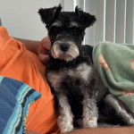 Un Miniature Schnoxie assis sur un canapé et regardant vers la caméra 