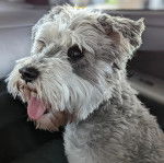 Un Miniature Schnoxie assis dans une voiture et tirant la langue 