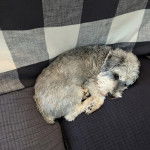 Un Miniature Schnoxie allongé dans un canapé et semblant détendu 