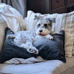 Un Miniature Schnoxie allongé sur un oreiller et semblant détendu 