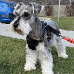 Un Miniature Schnoxie sur une surface herbacée et qui est tenu en laisse 