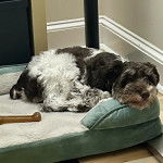 Un Miniature Schnoxie allongé dans un panier et semblant détendu 