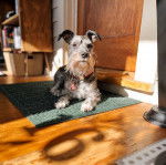 Un Miniature Schnoxie allongé sur un tapis et portant un collier autour du cou