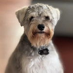 Un Miniature Schnoxie portant un collier autour du cou