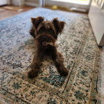 Un Miniature Schnoxie allongé sur un tapis et tenant une boîte dans sa gueule 