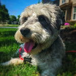 Un Miniature Schnoxie allongé sur une surface gazonnée et portant un collier autour du cou