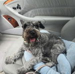 Un Miniature Schnoxie allongé dans un panier et qui est tenu en laisse 