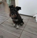 Un Miniature Schnoxie regardant vers la caméra et portant un collier autour du cou