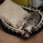 Un Miniature Schnoxie allongé dans un panier et portant un harnais