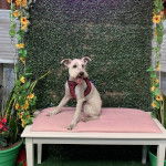 Un Miniature Schnoxie assis sur une table et portant un harnais 