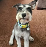 Un Miniature Schnoxie assis sur une moquette et portant un collier autour du cou