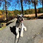 Un Miniature Schnoxie tirant la langue et qui est tenu en laisse 