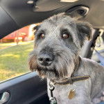 Un Miniature Schnoxie assis dans une voiture et portant un collier autour du cou