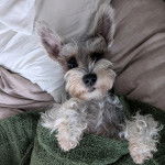 Un Miniature Schnoxie allongé sur un lit et regardant vers la caméra