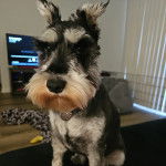 Un Miniature Schnoxie regardant vers la caméra et portant un collier autour du cou