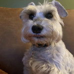 Un Miniature Schnoxie assis et portant un collier autour du cou