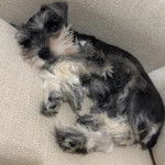 Un Miniature Schnoxie allongé sur un canapé et semblant détendu 