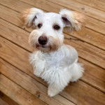 Un Miniature Schnoxie assis sur un plancher et semblant détendu 