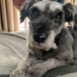 Un Miniature Schnoxie allongé et semblant détendu 