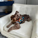 Un Miniature Schnoxie allongé dans un fauteuil et portant un harnais 