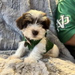 Un Miniature Schnoxie portant un habit pour chien et un collier autour du cou