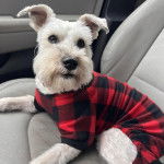 Un Miniature Schnoxie allongé sur le siège d'une voiture et portant un habit pour chien 