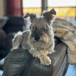 Un Miniature Schnoxie allongé sur un canapé et semblant détendu