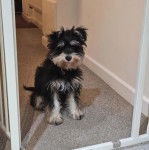 Un Miniature Schnoxie  assis sur une moquette et portant un collier autour du cou