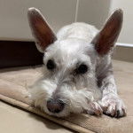 Un Miniature Schnoxie allongé sur un tapis et et semblant détendu  