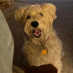 Un Miniature Schnoxie assis sur une moquette et portant un collier autour du cou