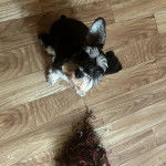 Un Miniature Schnoxie  assis sur un plancher et regardant vers la caméra 