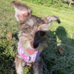 Un Miniature Schnoxie assis sur une surface herbacée et portant un harnais 