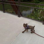 Un Miniature Schnoxie marchant sur un pont et qui est tenu en laisse 