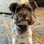 Un Miniature Schnoxie sur un tapis et portant un collier autour du cou